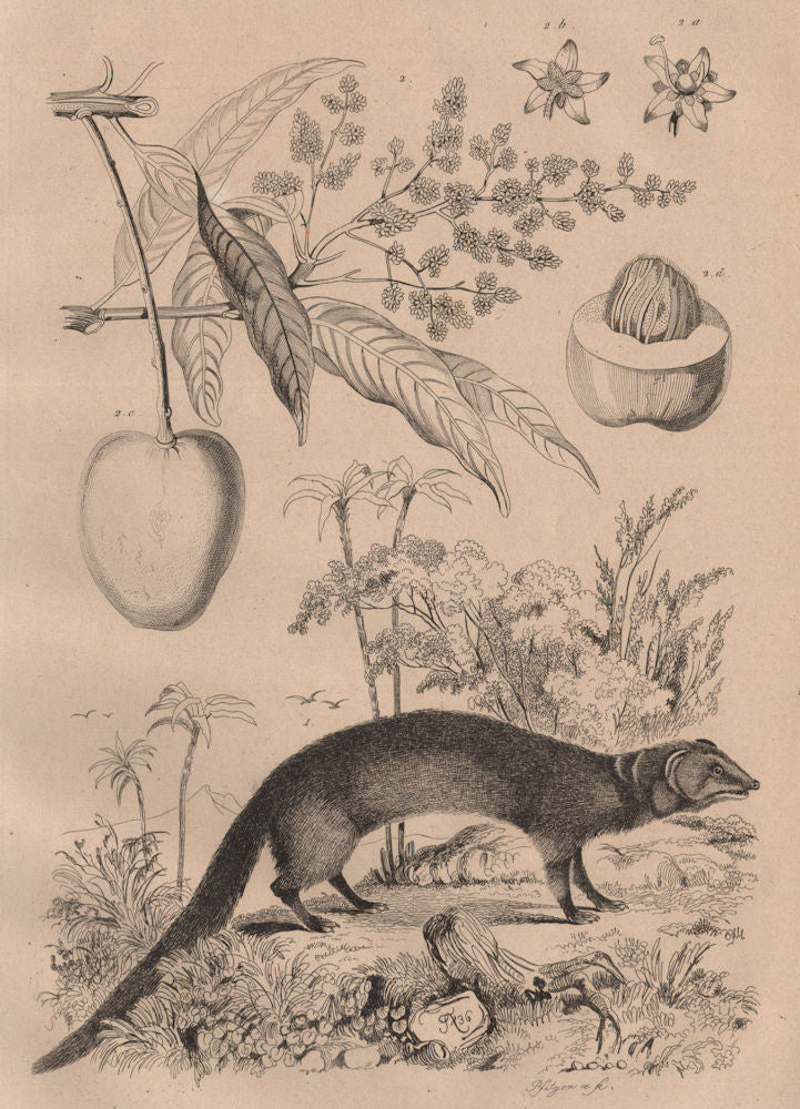 MAMMALS. Mangouste (Mongoose). Manguier (Mango Tree) 1834 old antique print